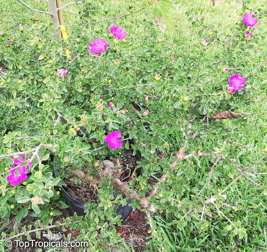 Leuenbergeria portulacifolia, Pereskia portulacifolia, Pink Rose Cactus