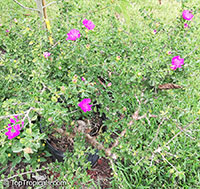 Leuenbergeria portulacifolia, Pereskia portulacifolia, Pink Rose Cactus

Click to see full-size image