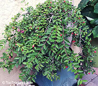 Malpighia punicifolia Nana, Barbados-Cherry, Acerola, Dwarf Pink Mound, Malphigia, Cerejeira

Click to see full-size image