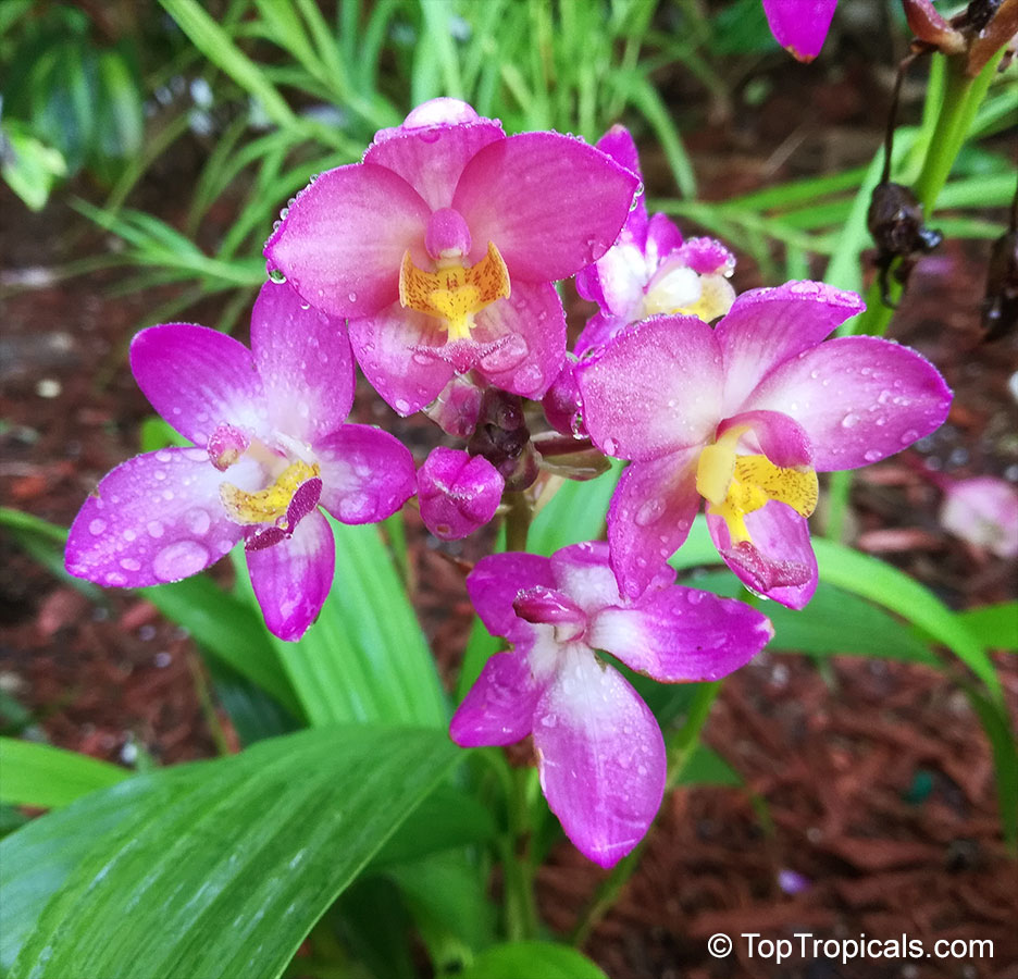 Spathoglottis plicata, Ground Orchid, Garden Orchid. Spathoglottis 'Rocking Plum'