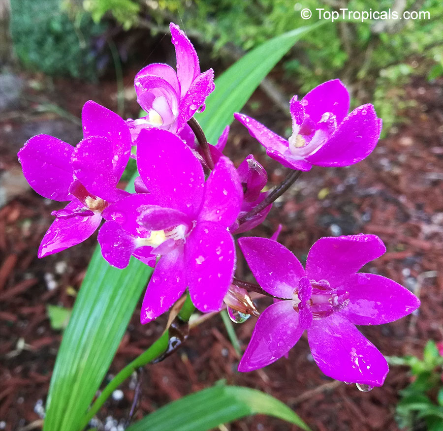 Spathoglottis plicata, Ground Orchid, Garden Orchid