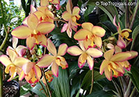Spathoglottis Mellow Yellow - Ground Orchid

Click to see full-size image