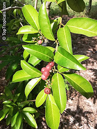 Glycosmis pentaphylla, Limonia pentaphylla, Ash sheora, Orangeberry, Rum Berry, Gin Berry

Click to see full-size image