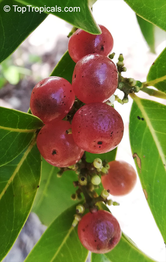 Glycosmis pentaphylla, Limonia pentaphylla, Ash sheora, Orangeberry, Rum Berry, Gin Berry