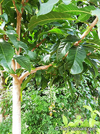 Barringtonia sp., Barringtonia

Click to see full-size image