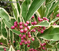 Ardisia elliptica variegata, Variegated Ardisia