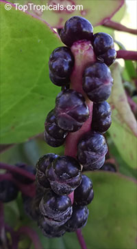 Basella alba, Ceylon Spinach, Malabar Spinach

Click to see full-size image