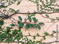 Ficus pumila, Ficus repens, Climbing Fig, Creeping Fig

Click to see full-size image