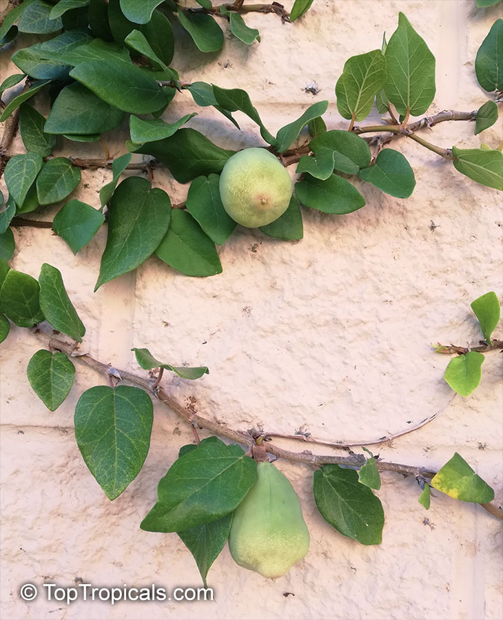 Ficus pumila (repens) - Climbing Fig