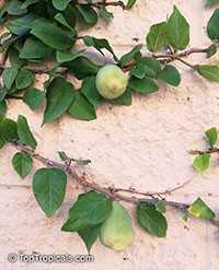Ficus pumila, Ficus repens, Climbing Fig, Creeping Fig