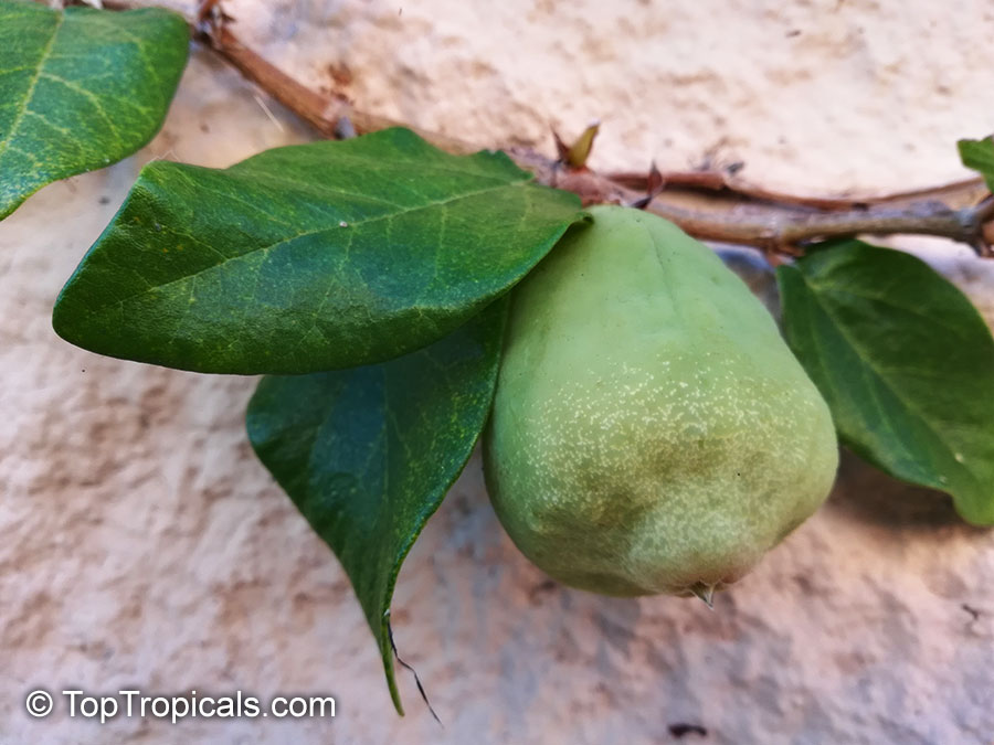 Ficus pumila, Ficus repens, Climbing Fig, Creeping Fig