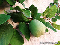Ficus pumila, Ficus repens, Climbing Fig, Creeping Fig