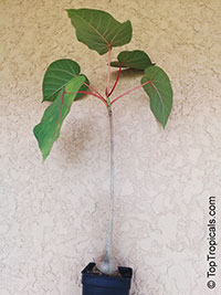 Ficus petiolaris, Rock Fig, Rock Ficus, Texcalamate, Lava Fig

Click to see full-size image