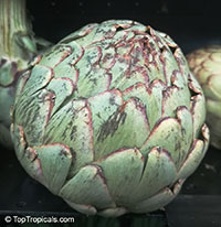 Cynara cardunculus, Artichoke

Click to see full-size image