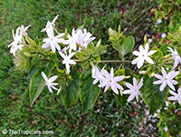 Jasminum multiflorum, Jasminum pubescens, Jasminum gracillimum, Jasminum bifarium, Jasminum elongatum, Downy Jasmine, Angel Hair Jasmine, Star Jasmine

Click to see full-size image