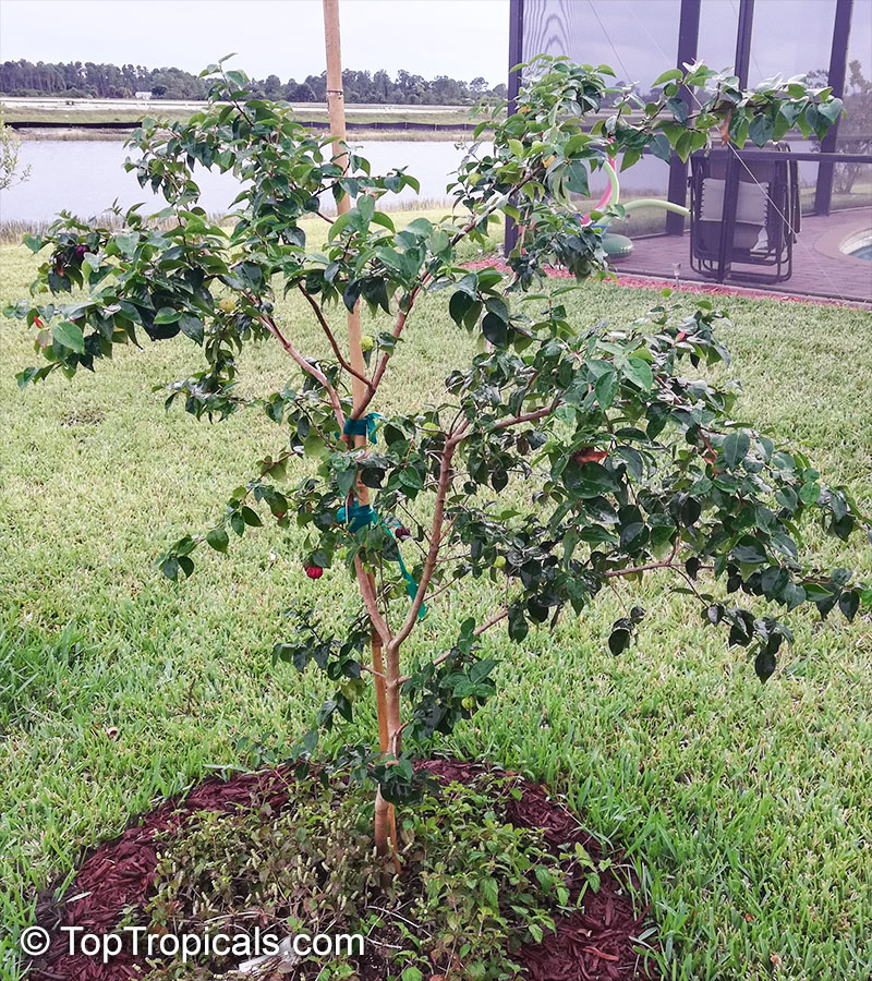 Eugenia uniflora, Eugenia michelii, Surinam Cherry, Pitanga, Brazilian Cherry