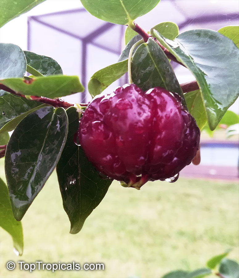~BLACK STAR~ cv Surinam Cherry Fruit Tree Eugenia uniflora 10 LIVE potd STARTERS 