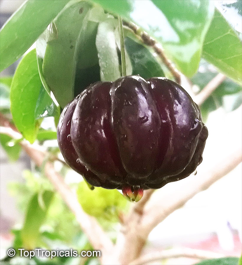 Eugenia uniflora - Black Surinam Cherry   Lolita