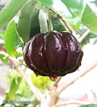 Eugenia uniflora - Black Surinam Cherry Lolita

Click to see full-size image