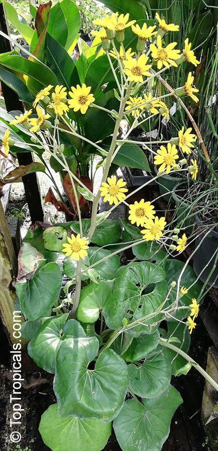 Farfugium japonicum, Leopard Plant, Green Leopard Plant