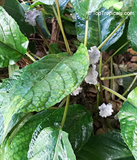 Dorstenia bahiensis, Dorstenia

Click to see full-size image
