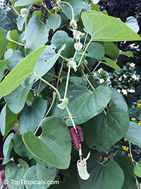 Aristolochia sp., Aristolochia

Click to see full-size image