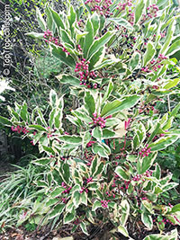 Ardisia elliptica variegata, Variegated Ardisia

Click to see full-size image