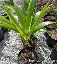Euterpe oleracea, Asai, Assai, Acai, Cabbage Palm, Pina Palm

Click to see full-size image