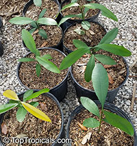 Garcinia sp., Garcinia

Click to see full-size image
