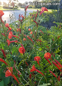 Ipomoea hederifolia, Ipomoea coccinea, Scarlet Morning Glory, Scarlet Creeper, Star Ipomoea, Trompillo

Click to see full-size image