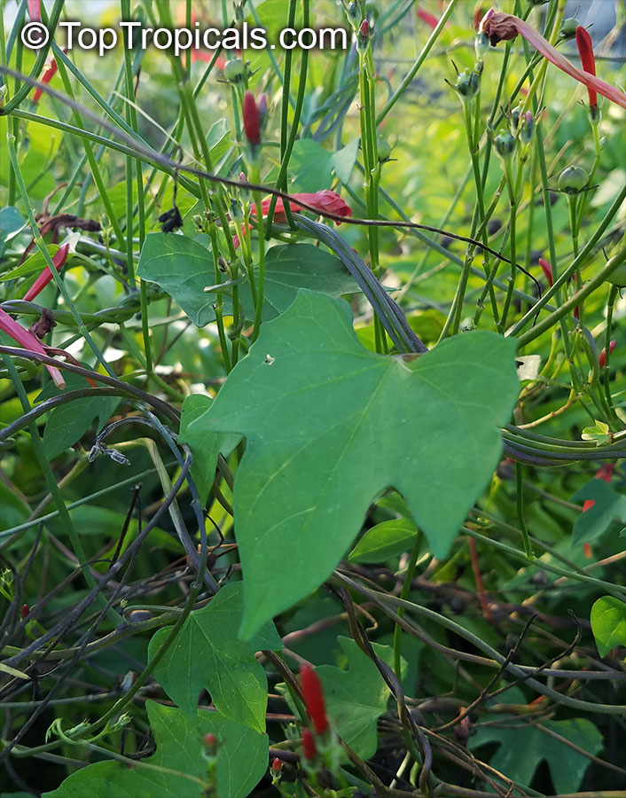 Ipomoea hederifolia, Ipomoea coccinea, Scarlet Morning Glory, Scarlet Creeper, Star Ipomoea, Trompillo