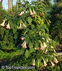 Brugmansia hybrid Peach, Angels Trumpet

Click to see full-size image