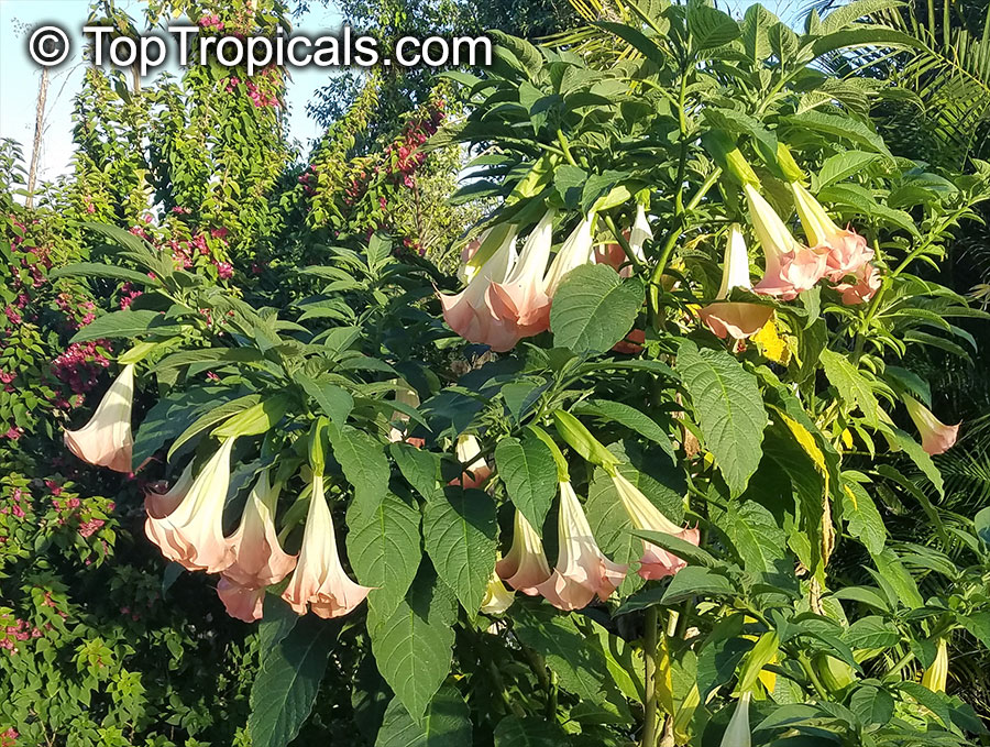Brugmansia hybrid Peach, Angels Trumpet