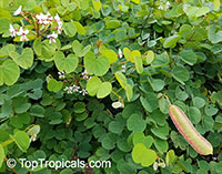 Bauhinia polysperma, Bauhinia glauca subsp. tenuiflora, Bauhinia caterviflora, Bauhinia tenuiflora , Glaucous Climbing Bauhinia, Climbing Orchid Tree

Click to see full-size image