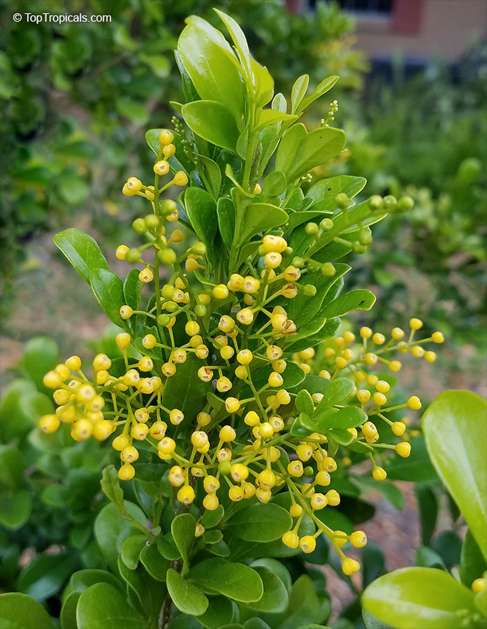 Aglaia odorata - Chinese Perfume Plant