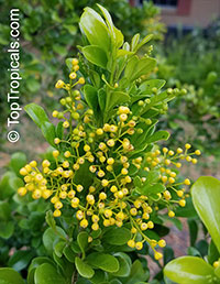 Aglaia odorata - Chinese Perfume Plant

Click to see full-size image