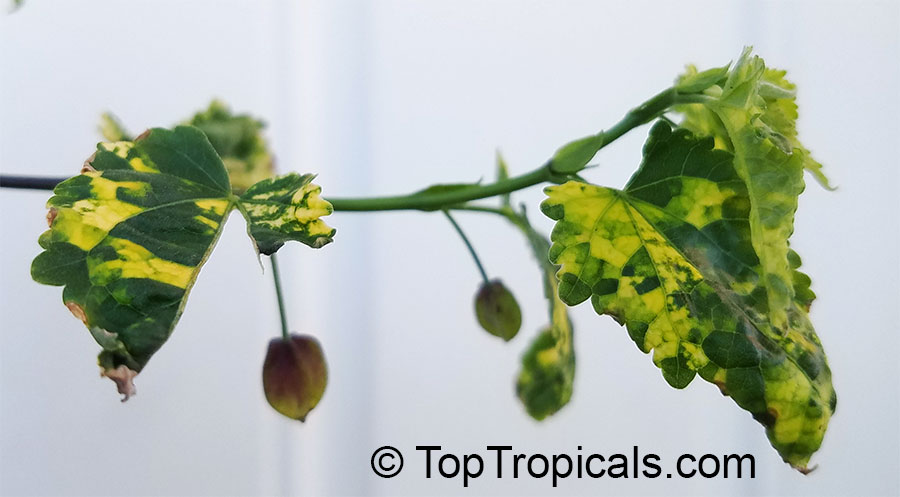 Abutilon megapotamicum, Abutilon vexillarium, Callianthe megapotamica, Flowering Maple, Trailing Abutilon, Brazilian Bell-flower