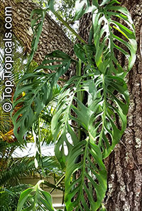 Monstera adansonii, Monstera friedrichsthalii, Swiss Cheese Plant

Click to see full-size image