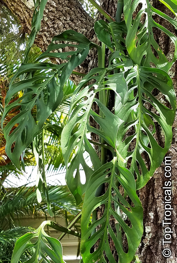 Monstera obliqua, Monstera, Window Leaf, Swiss Cheese Philodendron