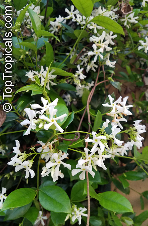 Trachelospermum jasminoides, Confederate Jasmine, Star Jasmine