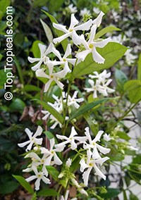 Trachelospermum jasminoides - Confederate Jasmine

Click to see full-size image