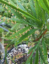 Phyllanthus angustifolius, Foliage Flower

Click to see full-size image