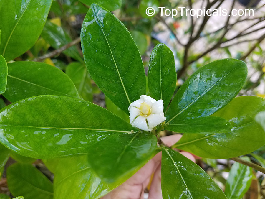 Gardenia taitensis Nana, Dwarf Tahitian Gardenia