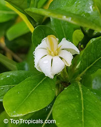Gardenia taitensis Nana, Dwarf Tahitian Gardenia

Click to see full-size image