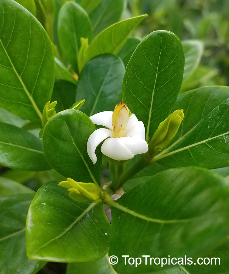 Gardenia taitensis Nana, Dwarf Tahitian Gardenia