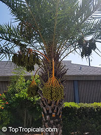 Phoenix sp., Date Palm

Click to see full-size image