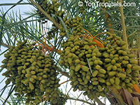 Phoenix sp., Date Palm

Click to see full-size image