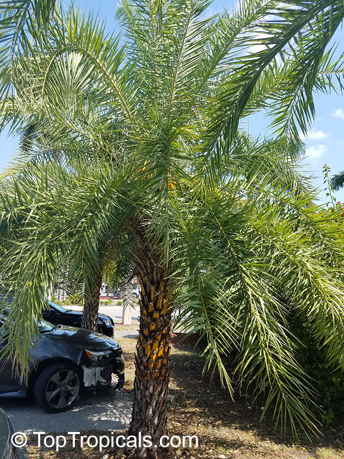 Phoenix sp., Date Palm
