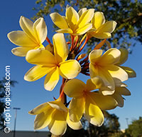 Plumeria rubra Yellow, Plumeria acutifolia, Frangipani, Temple tree, Calachuchi

Click to see full-size image