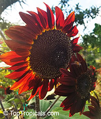 Helianthus annuus, Sunflower

Click to see full-size image